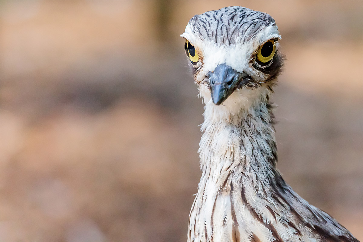 Brush Stone Curlew