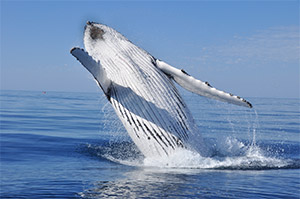 Whale Watching Gold Coast