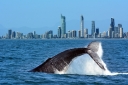 Whale Watching Gold Coast